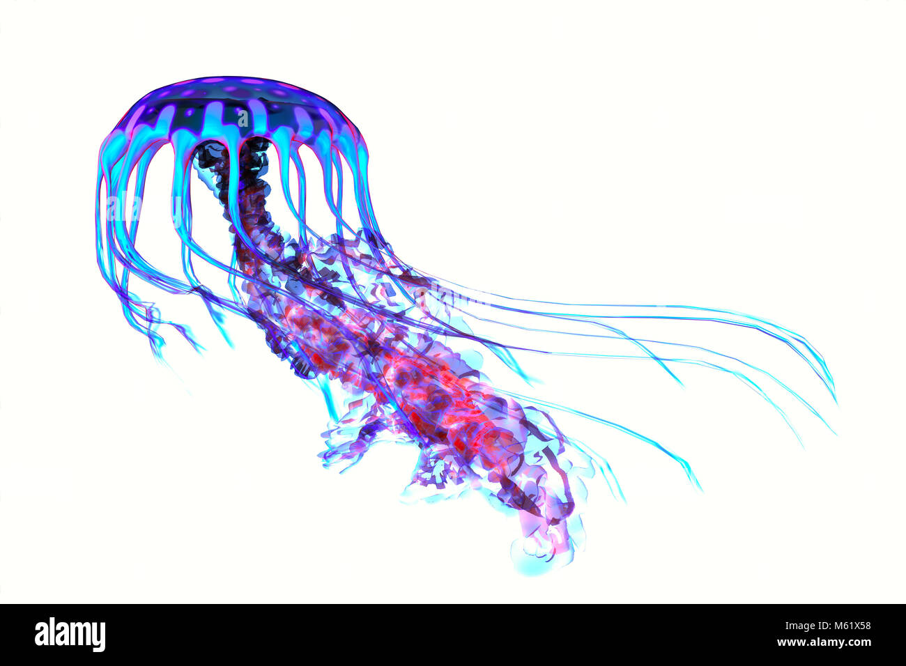 The ocean jellyfish searches for fish prey and uses its poisonous tentacles to subdue the animals it hunts. Stock Photo