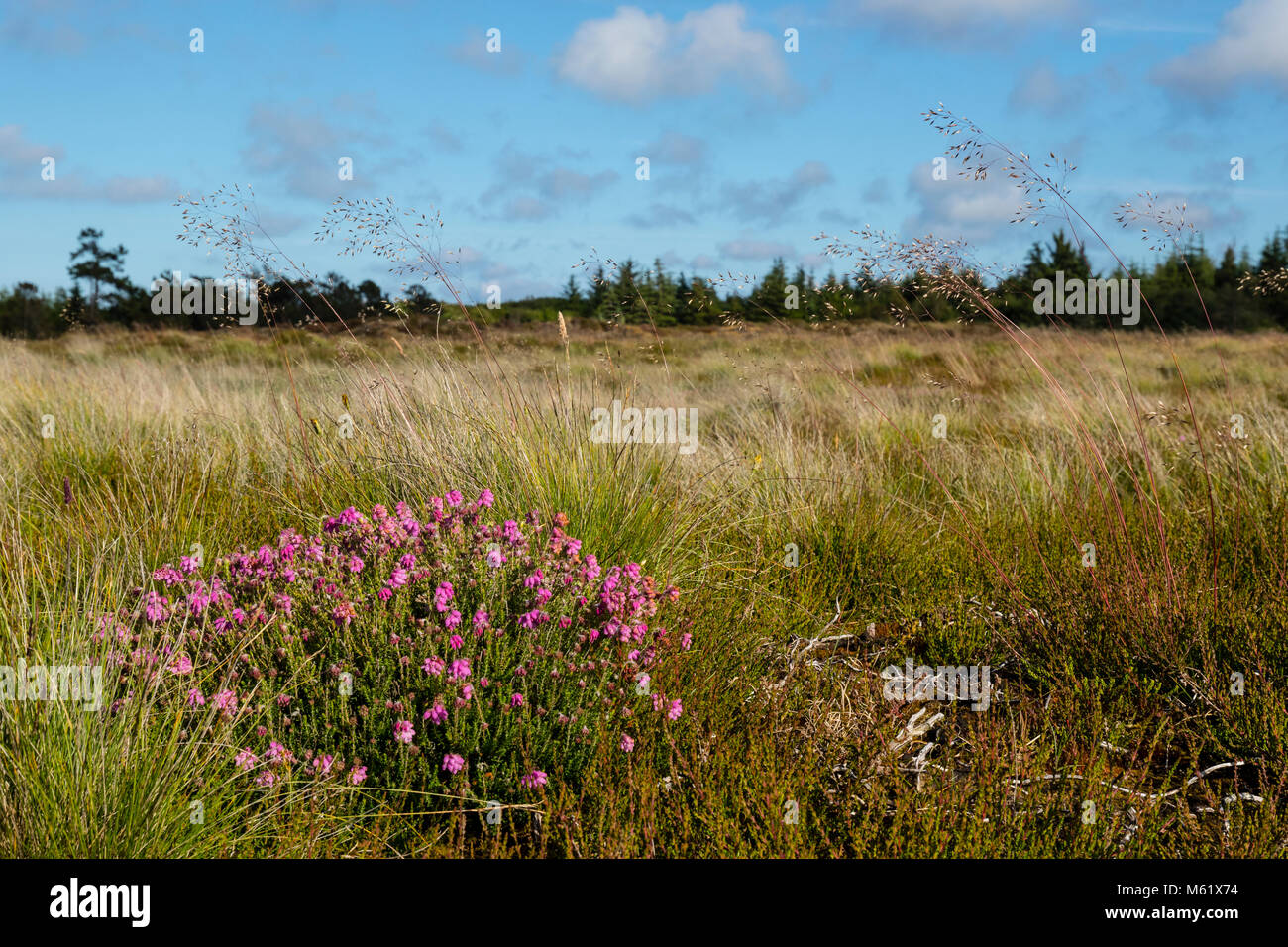 Heath south of Rindby with Cross-Leaved Heath (Erica tetralix), Ericaceae Stock Photo