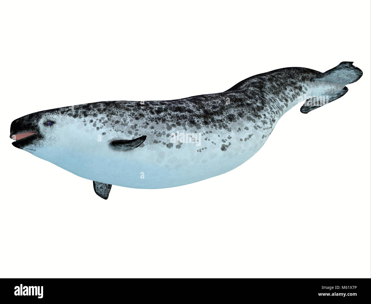 The Narwhal is a medium sized toothed whale that lives in social family pods of several individuals. Stock Photo
