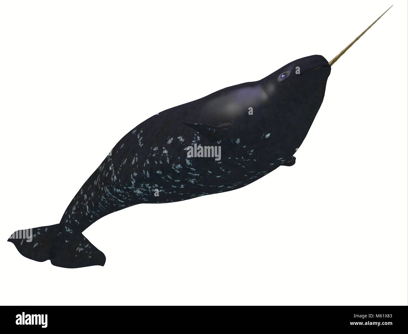 The Narwhal is a medium sized toothed whale that lives in social family pods of several individuals. Stock Photo