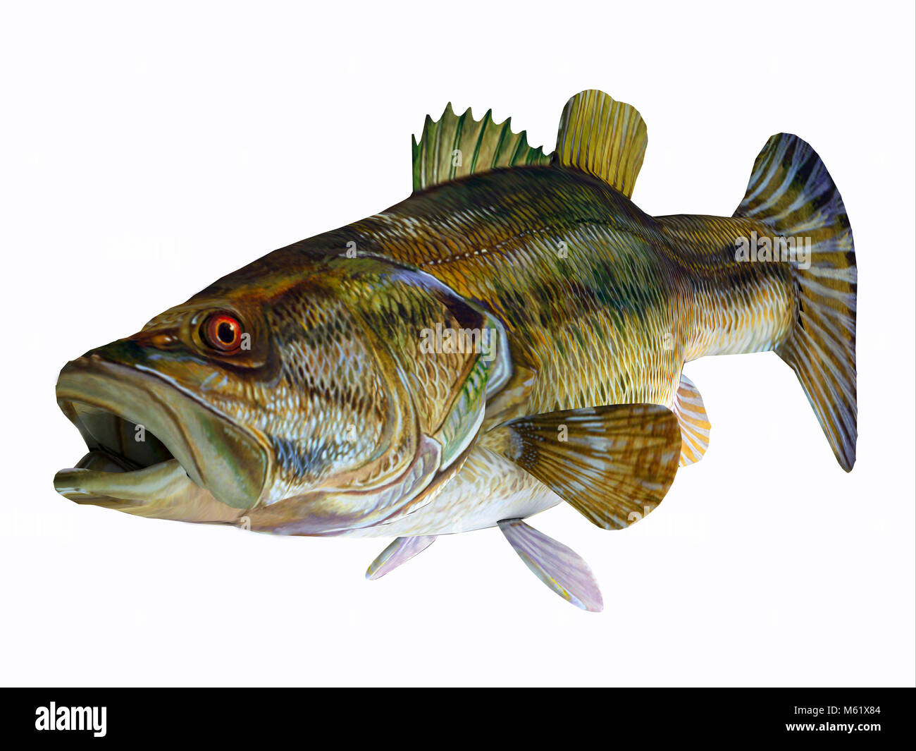 The Redeye Bass is a popular freshwater gamefish which has a diet consisting mostly of insects. Stock Photo