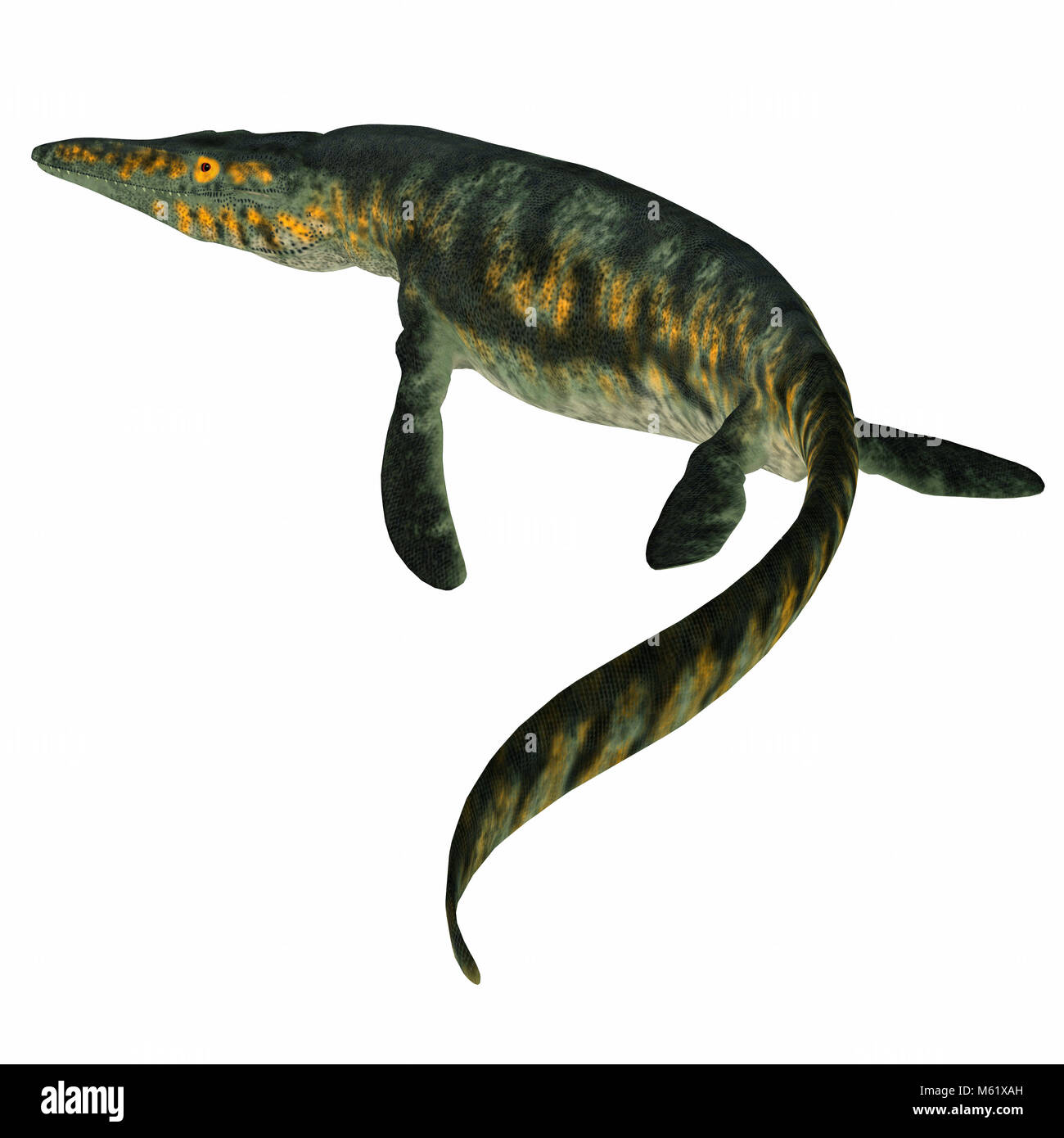 Tylosaurus Marine Reptile - Tylosaurus was a carnivorous marine reptile that lived in the North America Western Interior Seaway during the Cretaceous. Stock Photo
