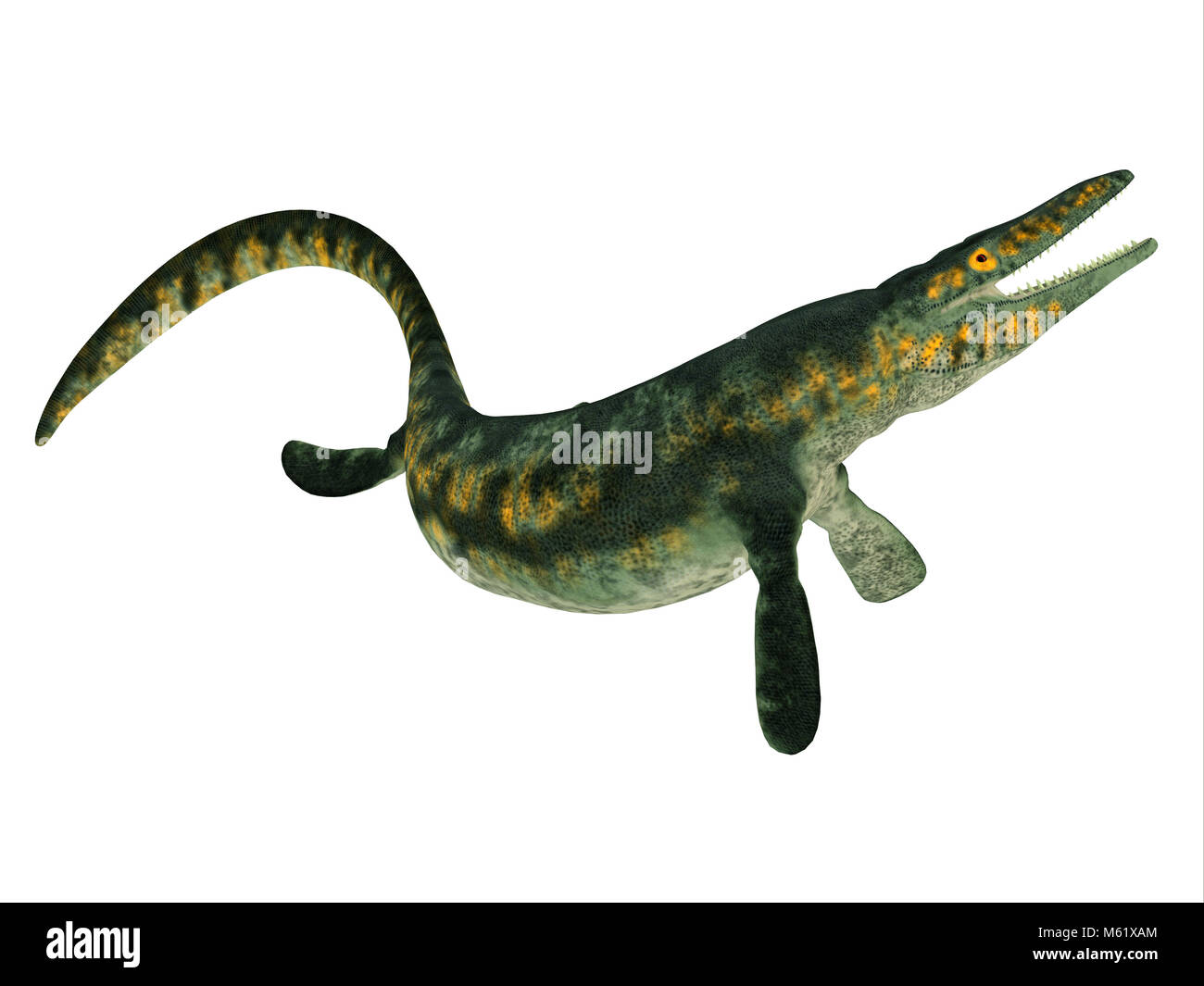 Tylosaurus Marine Reptile - Tylosaurus was a carnivorous marine reptile that lived in the North America Western Interior Seaway during the Cretaceous. Stock Photo