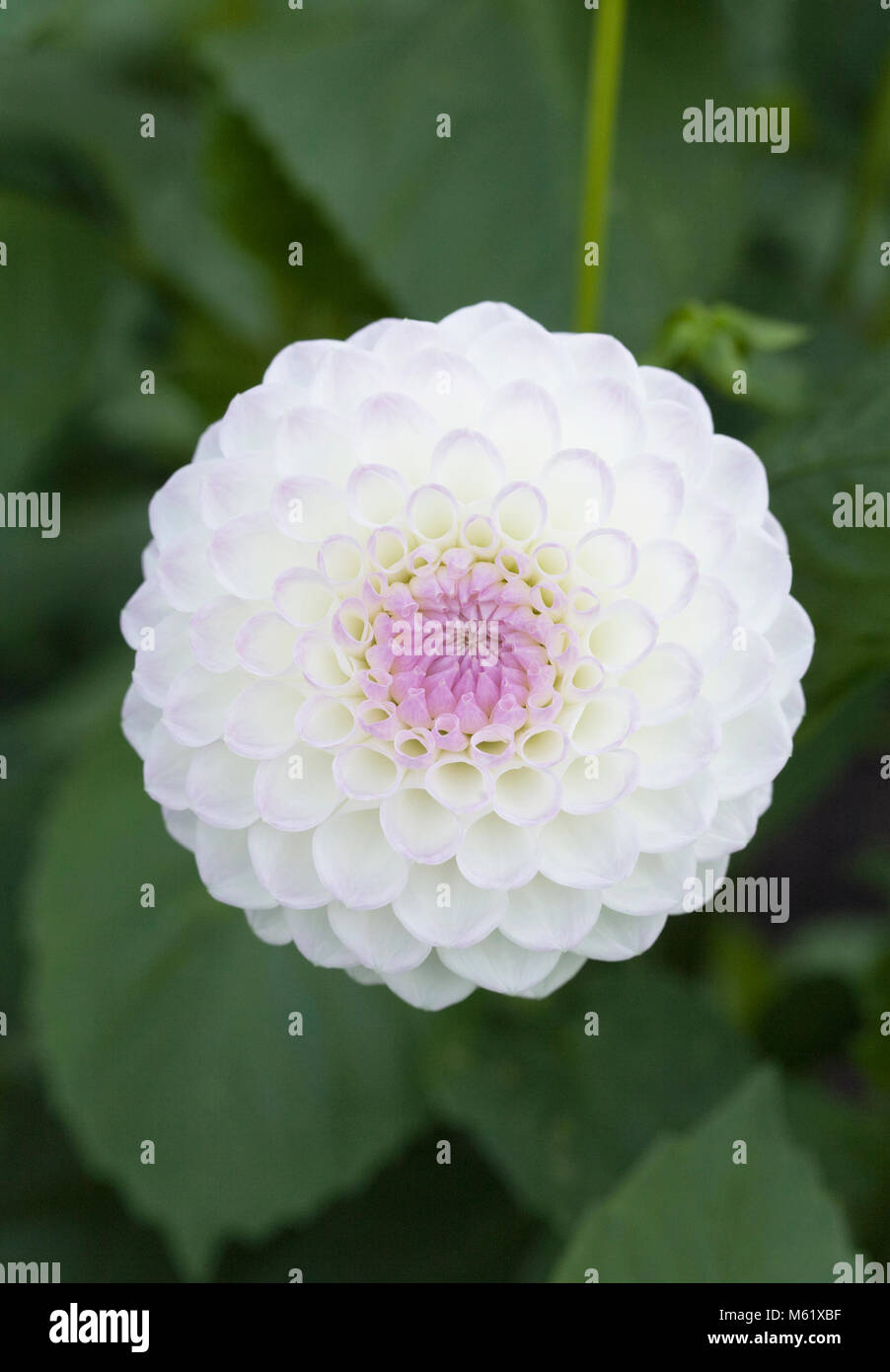 Dahlia 'Josie Gott' flower. Stock Photo