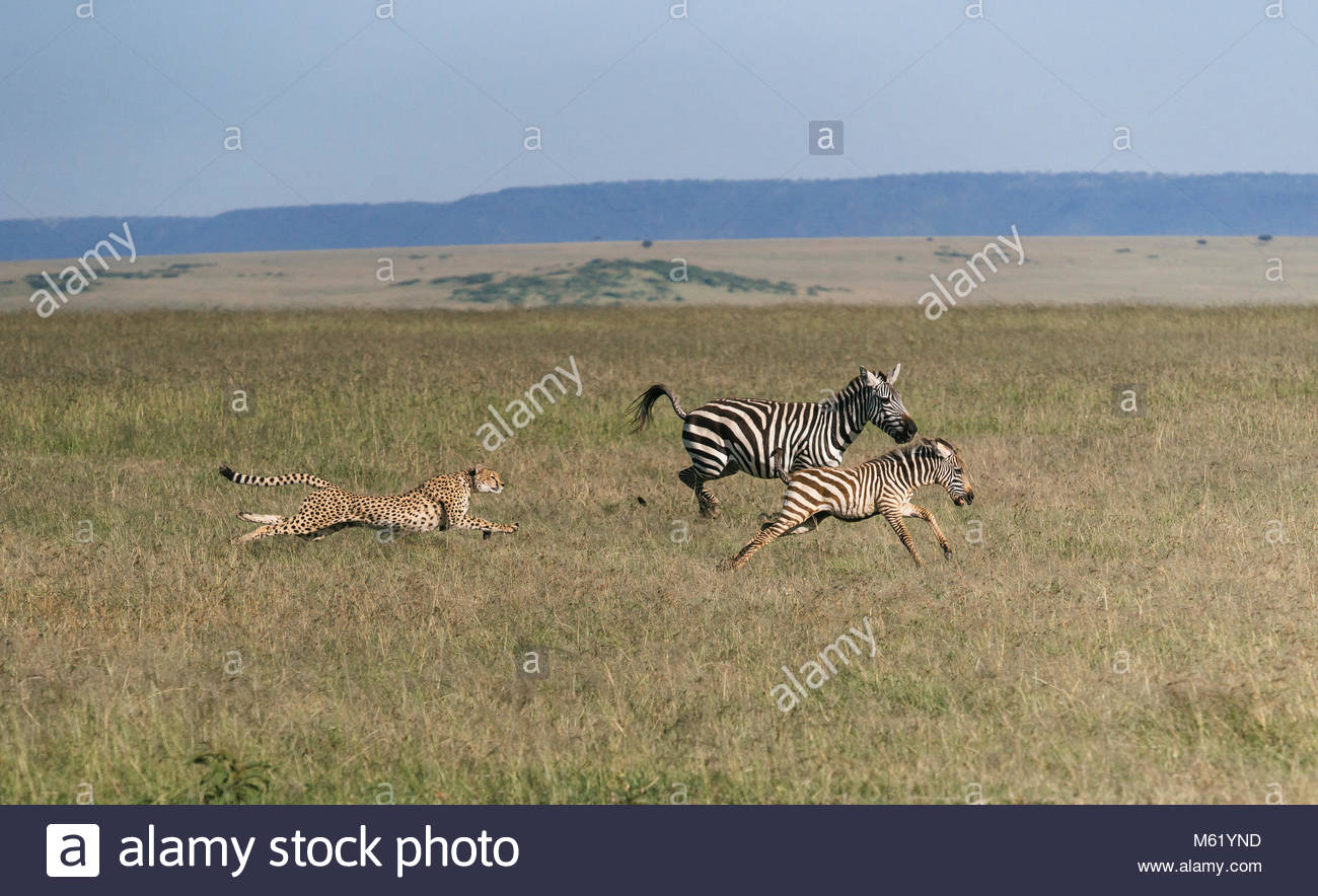 Cheetah And Zebra Stock Photos & Cheetah And Zebra Stock Images Alamy