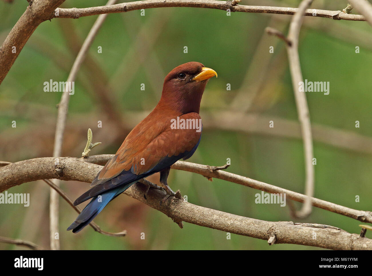 Broad-billed Roller (Eurystomus glaucurus glaucurus) adult perched on branch  Ampijoroa Forest Station, Madagascar       November Stock Photo