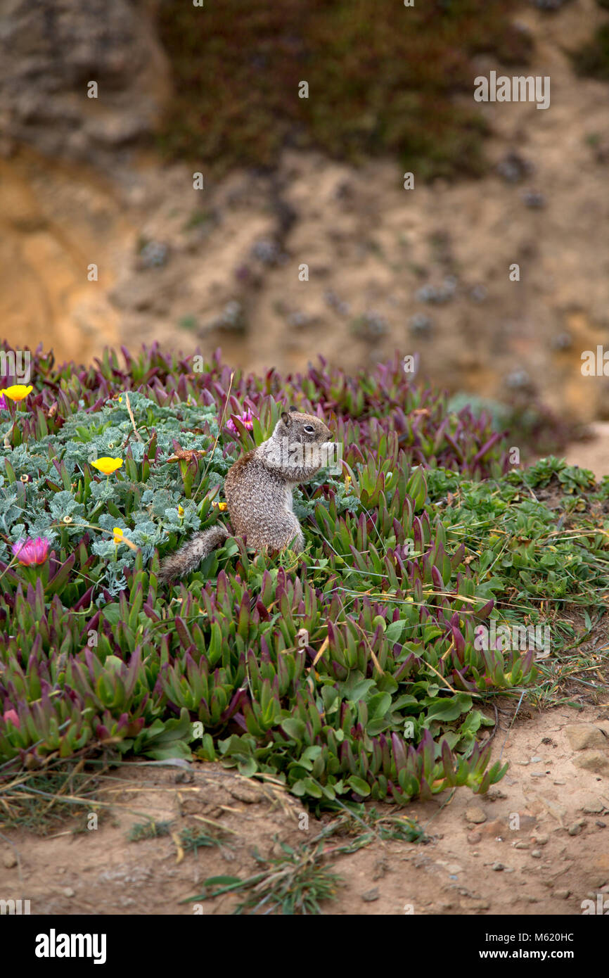 Squirrel sitting in grass and flowers eating, Stock Photo