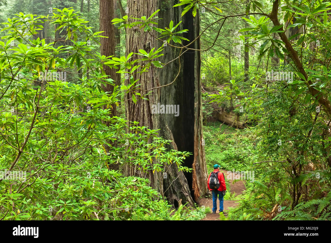 Redwood Forest 'Sequoia sempervirens',  Damnation Creek Trail, hiker, Rhodondrons, Sword ferns. Stock Photo
