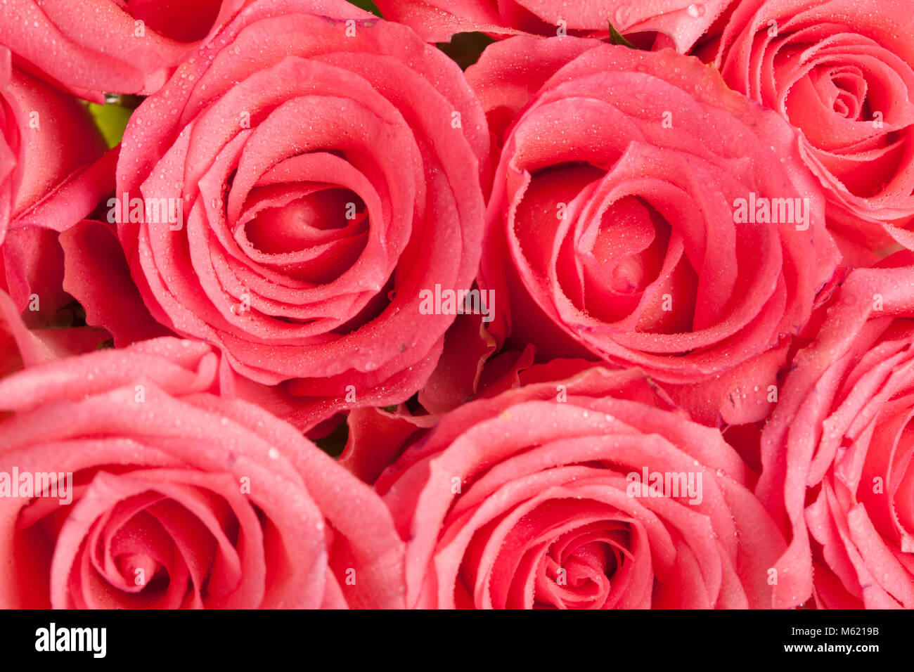 Beautiful background of pink roses Stock Photo - Alamy