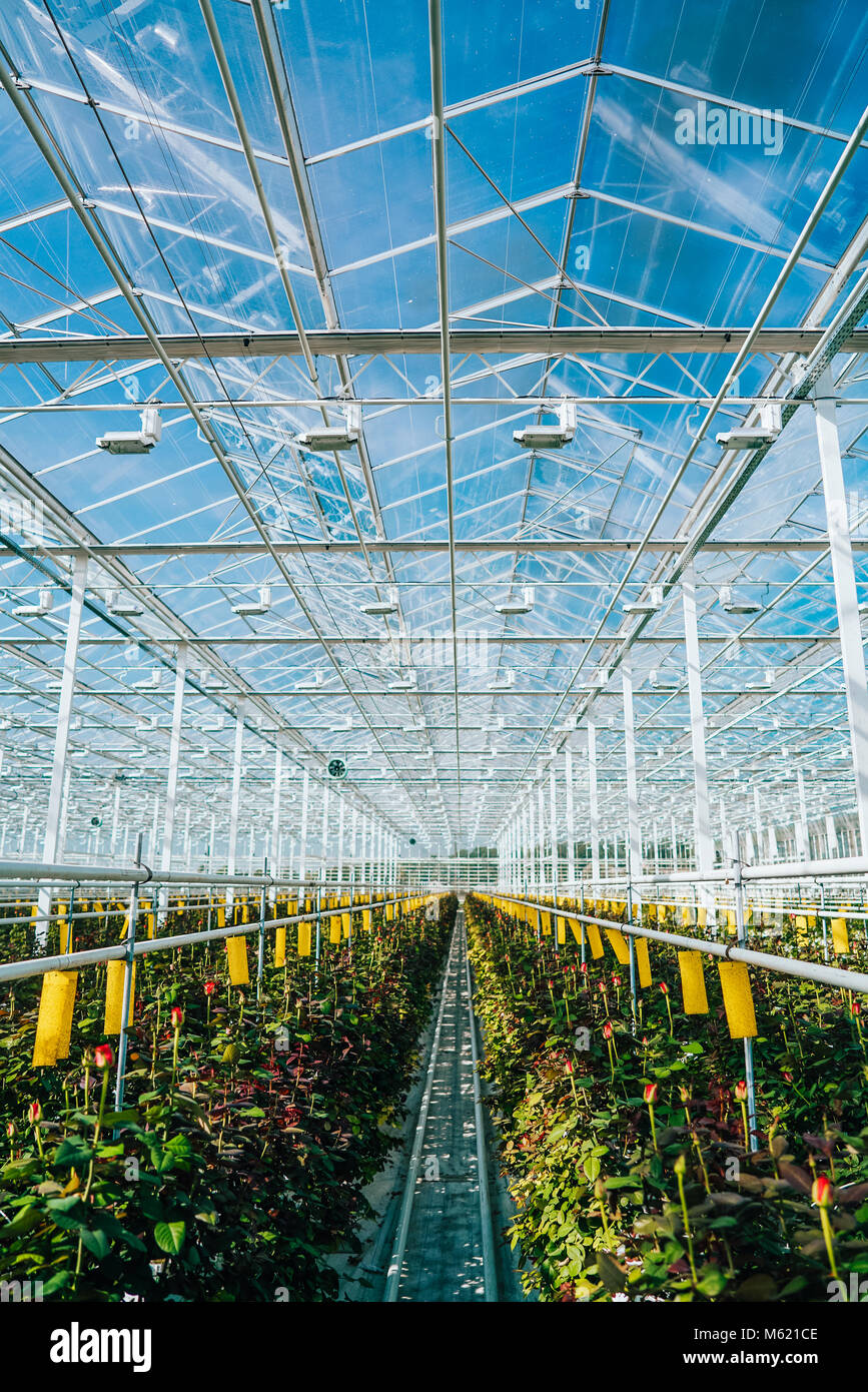 Greenhouse roses growing under daylight Stock Photo Alamy