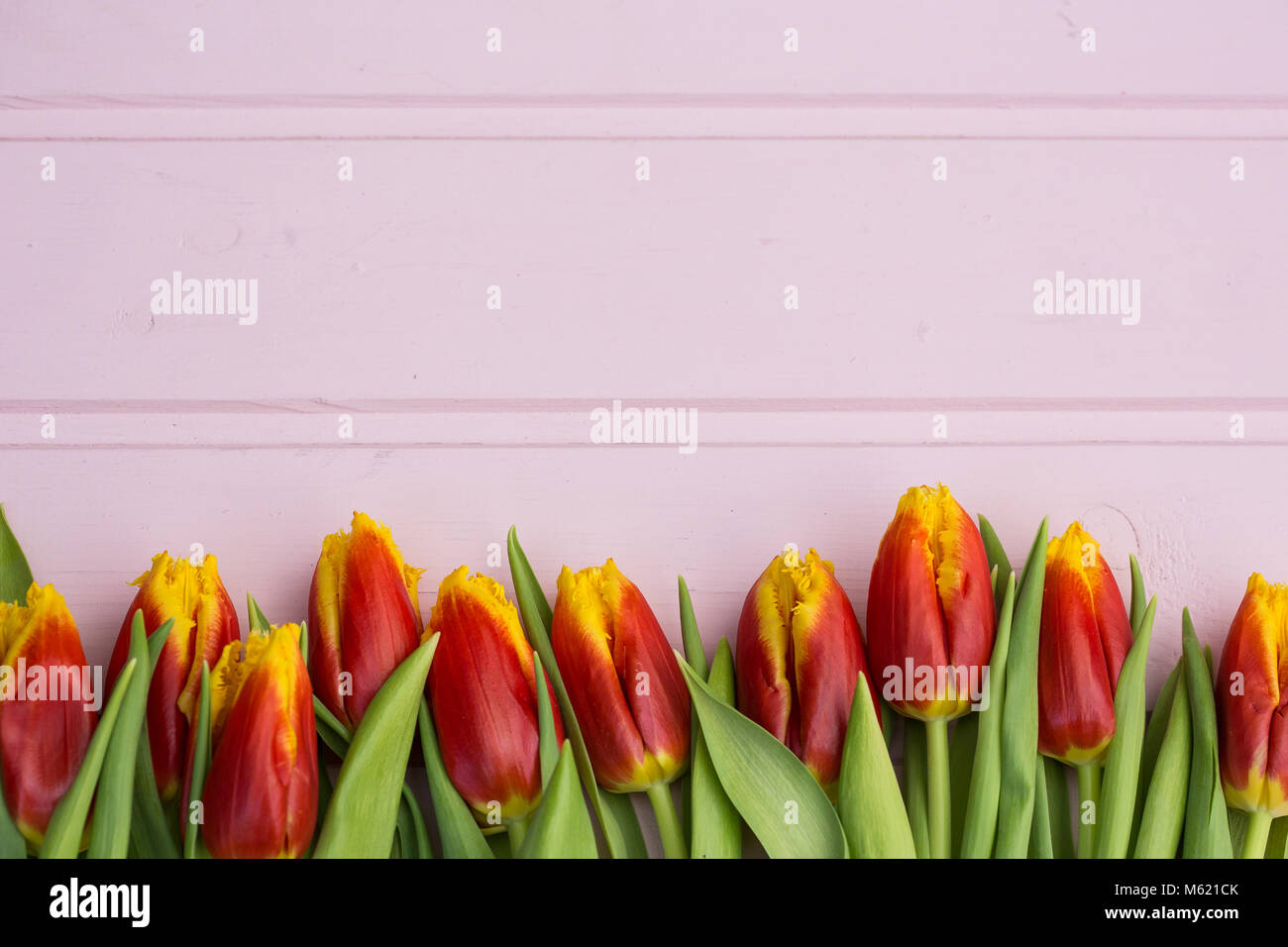Red and yellow tulips lying in a row on pastel background with place ...