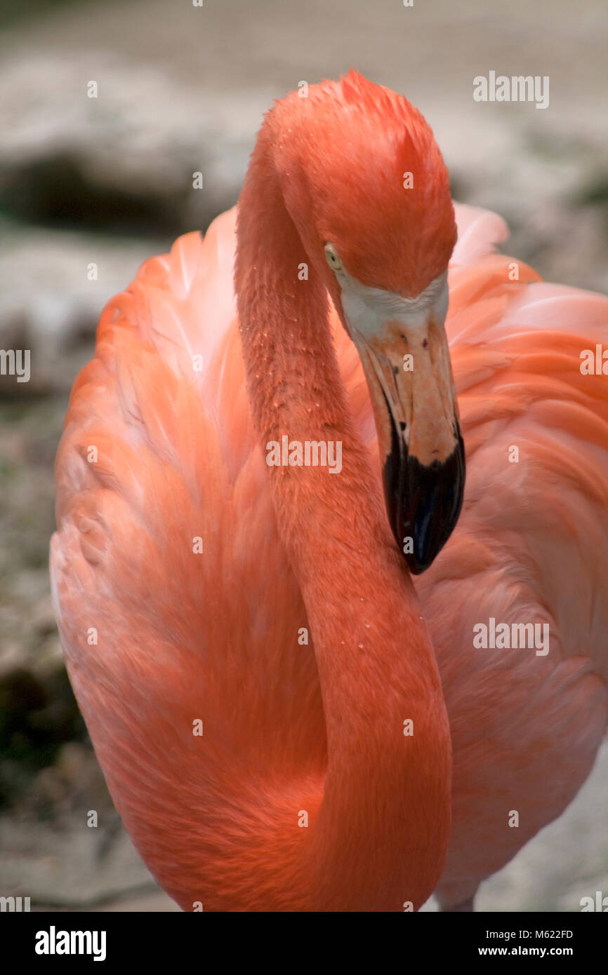 Caribbean Flamingo (Phoenicopterus ruber), Dolphin Academy and animal park, Curacao, Netherlands Antilles, Caribbean Stock Photo