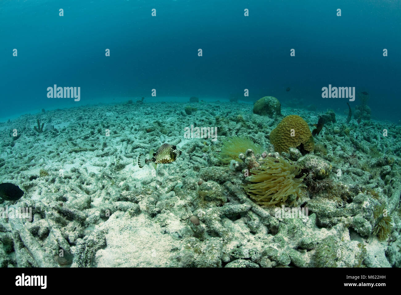Dead coral hires stock photography and images Alamy