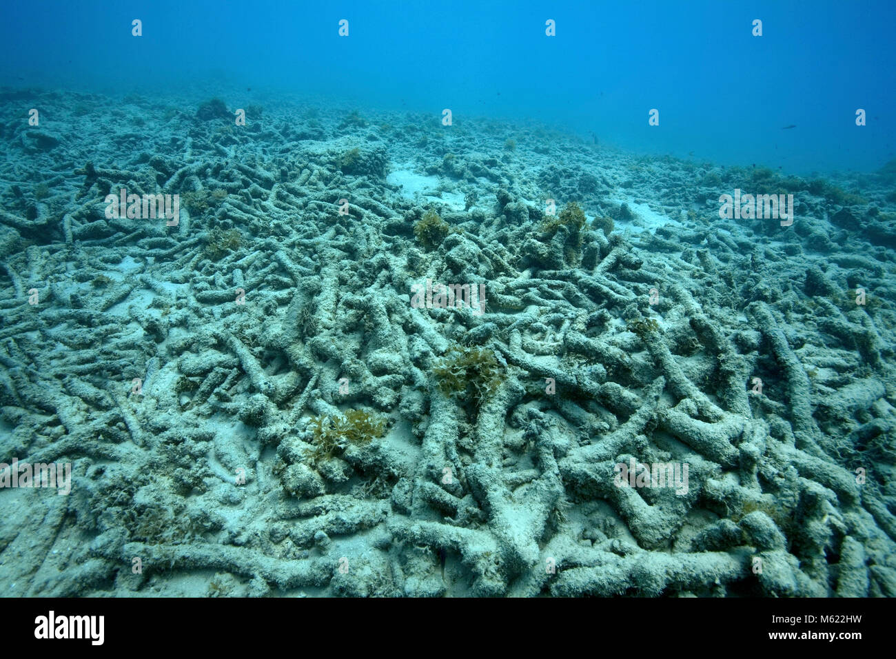 Dead coral reef, caused by coral bleaching (global warming), Bullenbaai