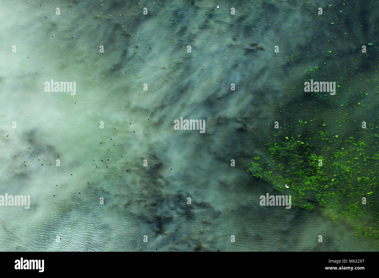 Aerial image of ducks and swans on a lake with lots of green algae in the Lake District Stock Photo