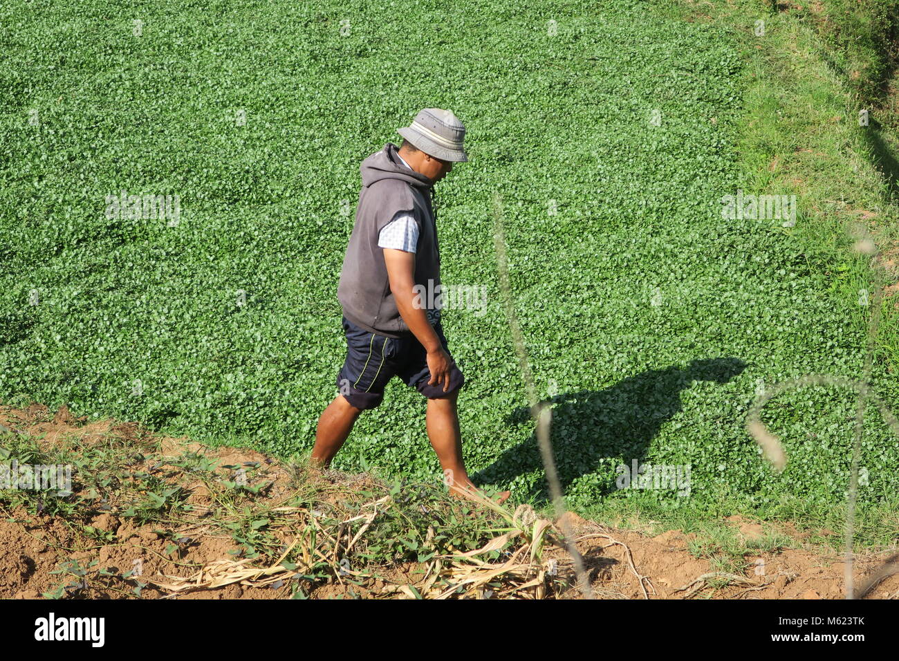 Colorful nature of Madagascar island Stock Photo - Alamy