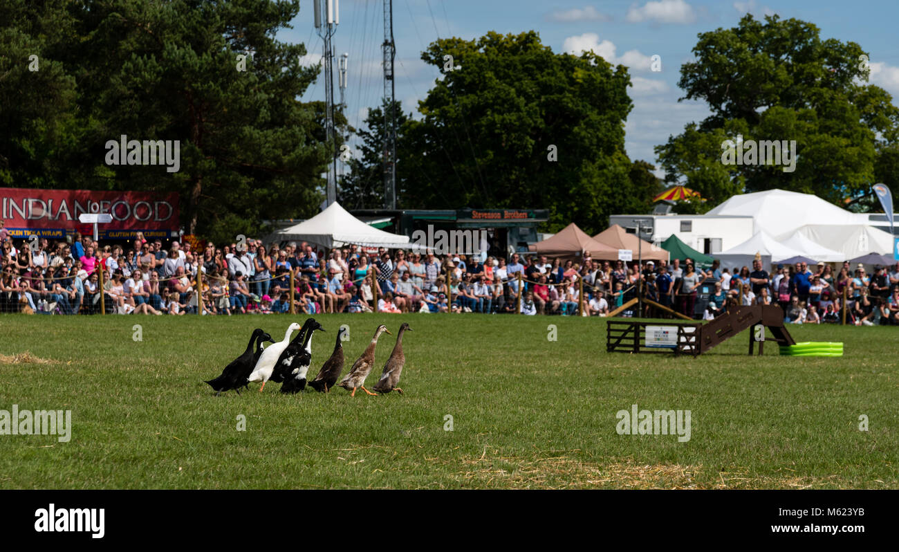 A small flock of ducks are herded towards an obstacle Stock Photo