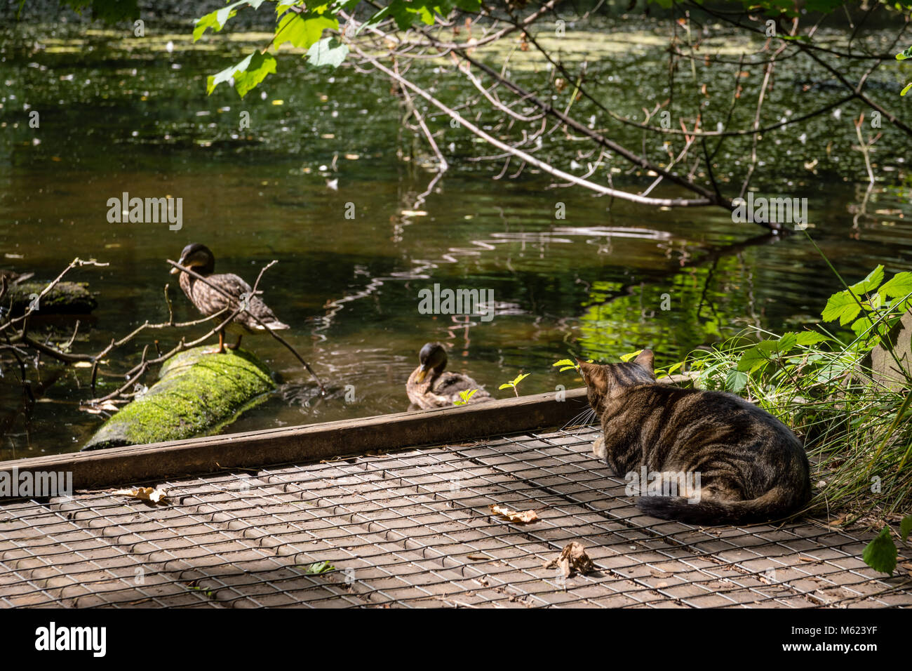 A cat watching two ducks in a pond, waiting to pounce Stock Photo