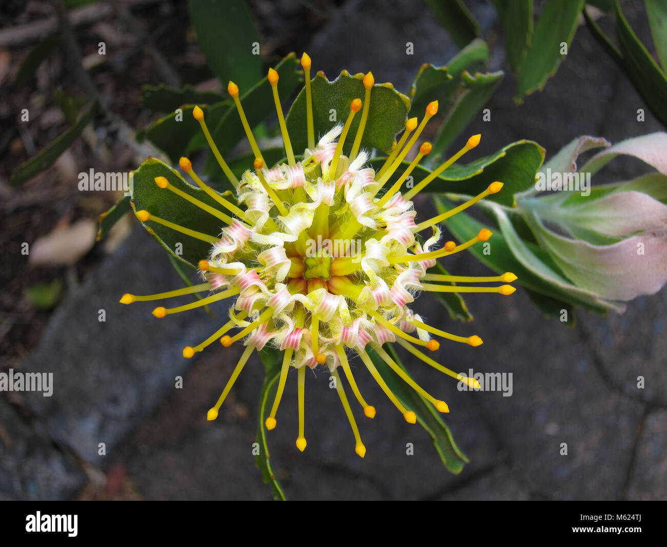 Large Tufted Pincushion or Mossel Bay Pincushion (Leucospermum praecox