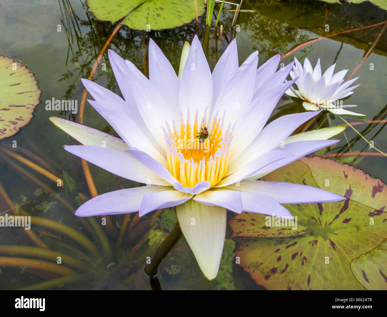 The Family Behind The Blooms Naples Botanical Garden, 52% OFF