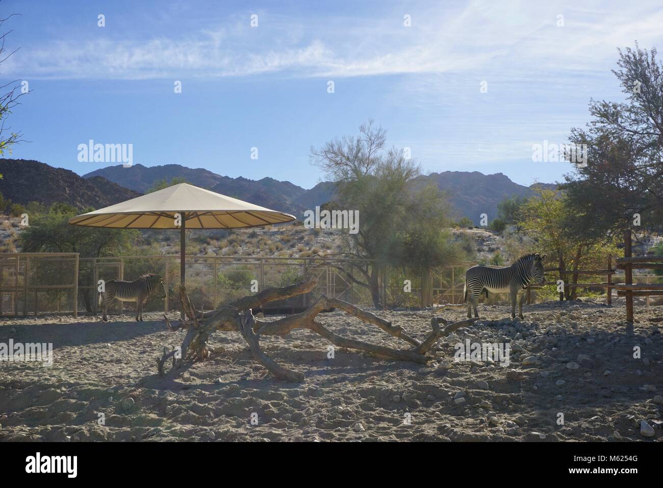Zebras in desert hi-res stock photography and images - Alamy