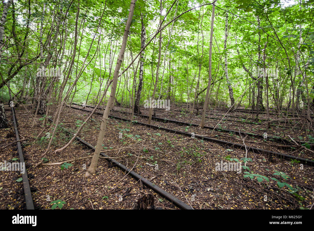 Trees between tracks on an abandoned railway station, now a public park Schöneberger Südgelände Nature Reserve, Berlin. Stock Photo