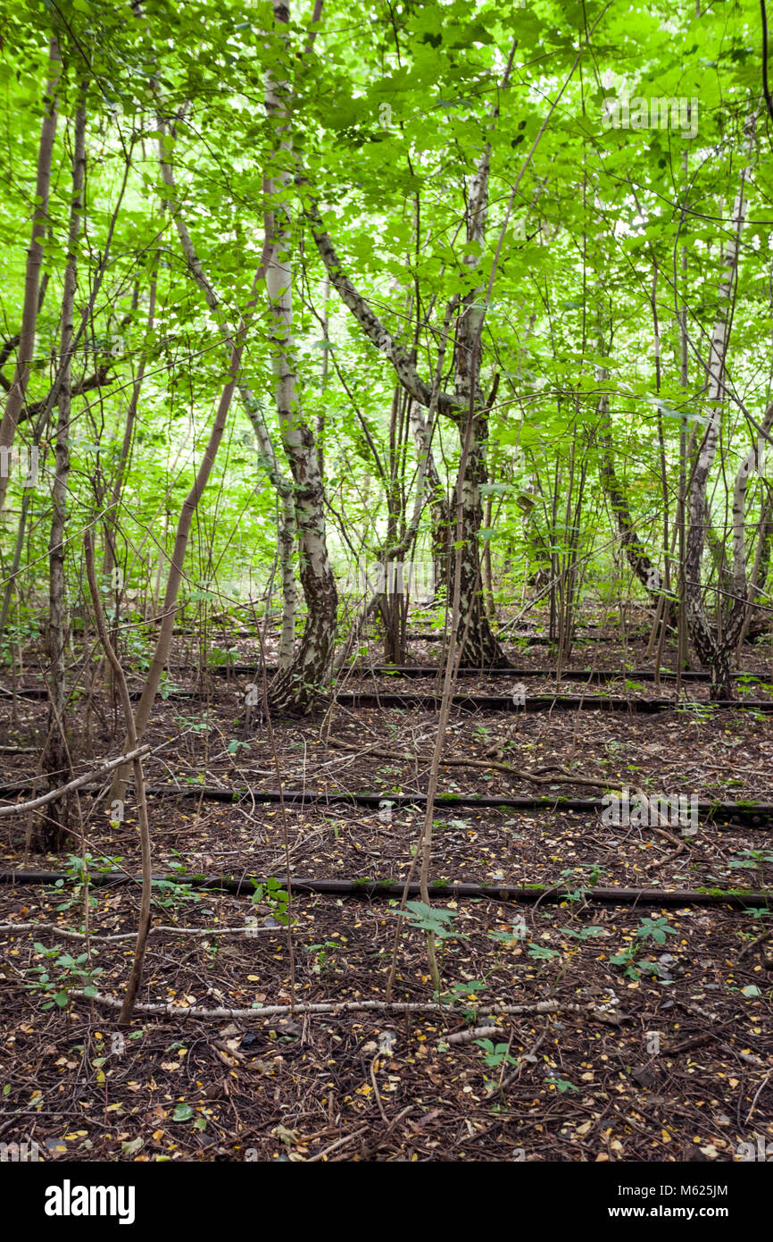 European white birches between tracks on an abandoned railway station, now a public park Schöneberger Südgelände Nature Reserve, Berlin. Stock Photo