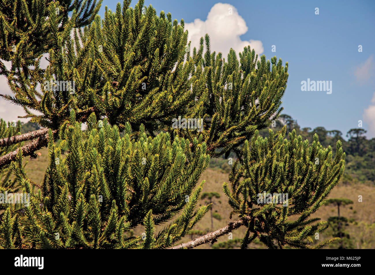 Close-up of pine branches in Horto Florestal, near Campos de Jordao, a town famous for its mountain and hiking tourism. Brazil. Stock Photo