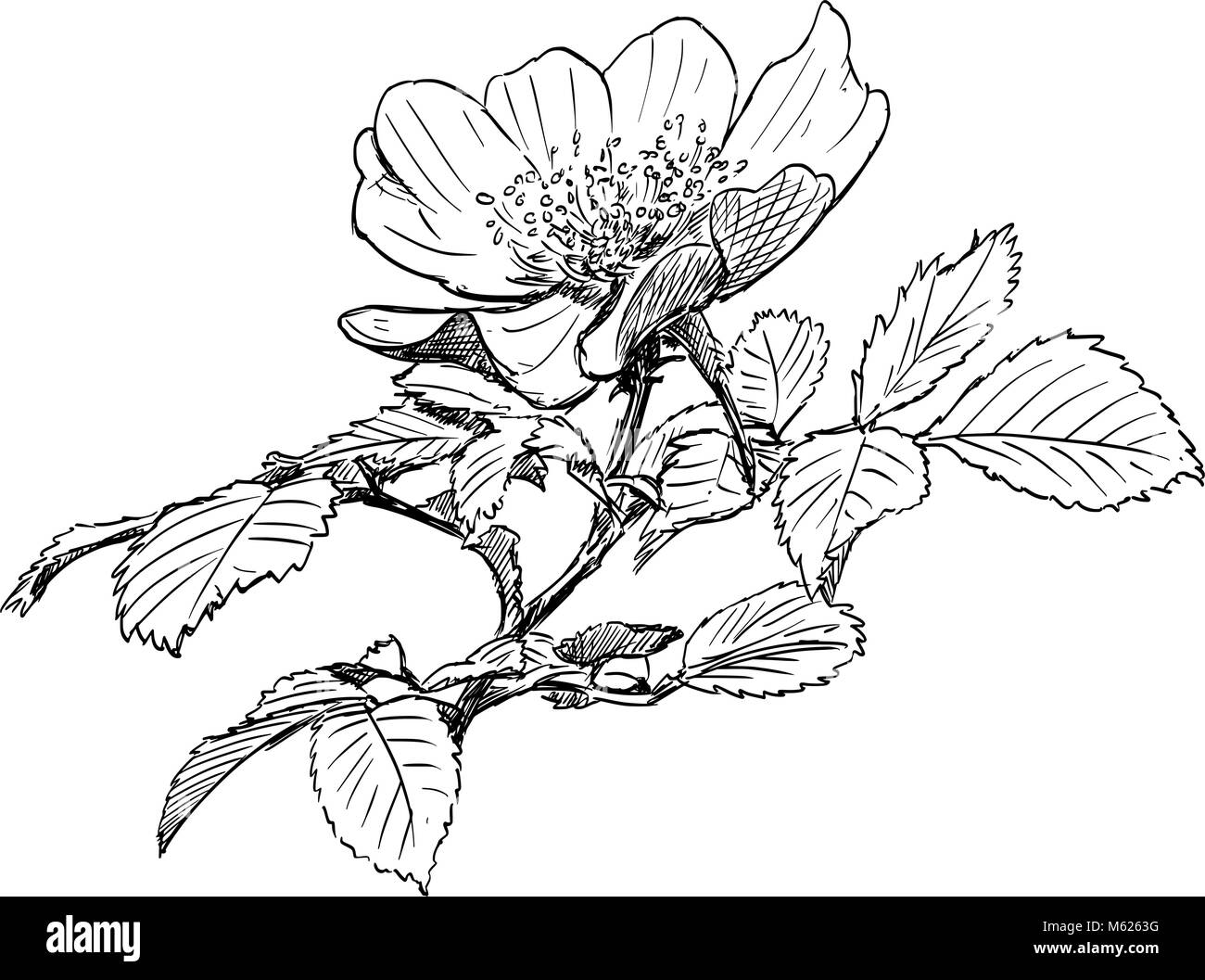 Vector Hand Drawing of Wild Rose Branch with Blooming Flower Stock Vector