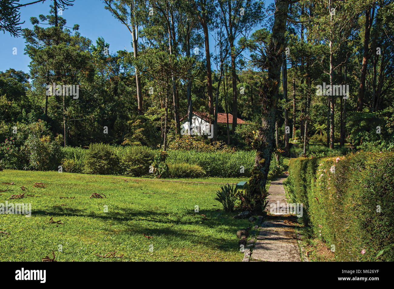 Garden with pine trees, lawn, house and blue sky in Maringa, a village