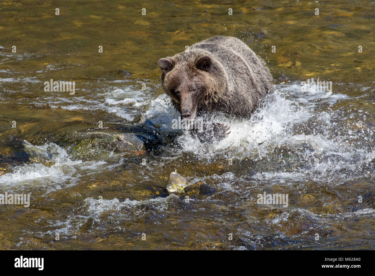 Grizzly Bear hunting Pink Salmon in a river at Knight Inlet, British Columbia, Canada Stock Photo
