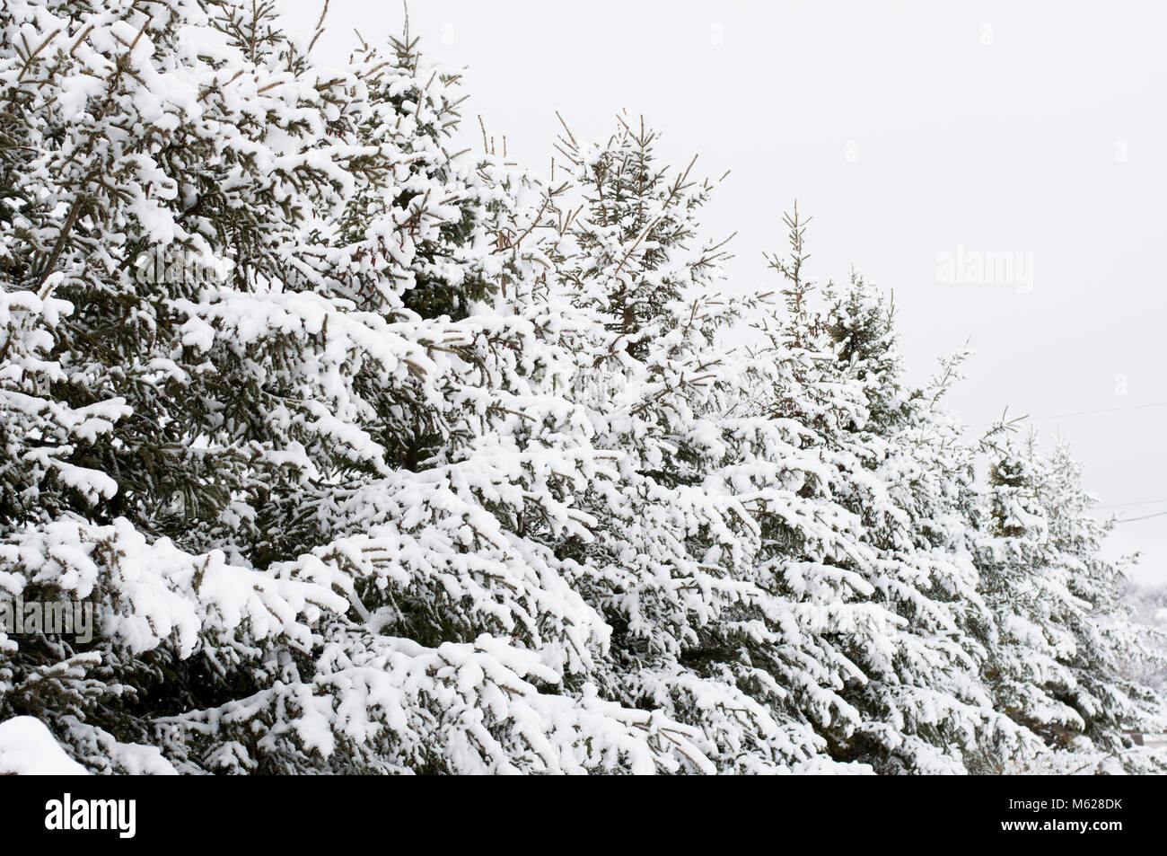 Black white row trees hi-res stock photography and images - Alamy