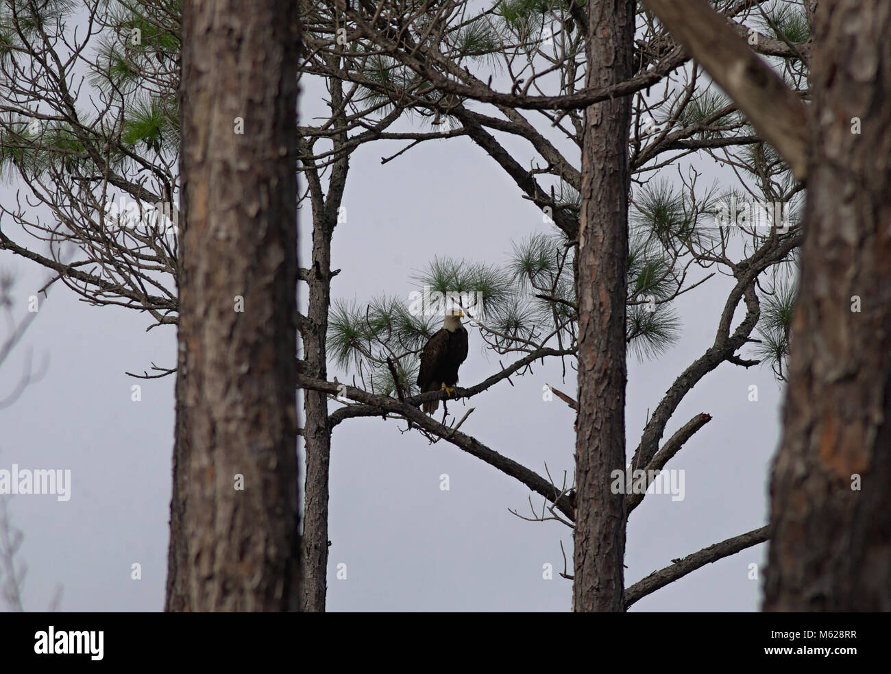 Mature Bald Eagle perched on a Pine Tree branch Stock Photo - Alamy