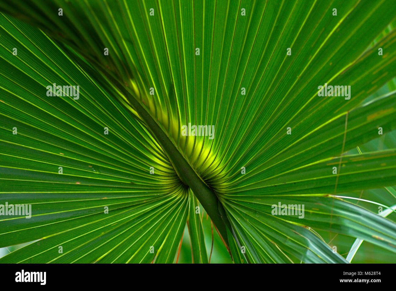 Fan Palm Tree leaves Stock Photo
