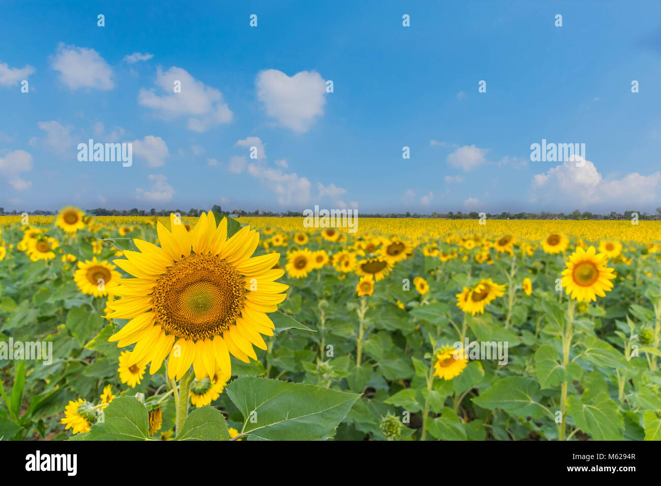 The beautiful of sunflower plant field with the Sunn hemp, Indian hemp, Madras hemp, Chanvre Indien, Crotalaria juncea, Crotalaria spectabilis, plant  Stock Photo