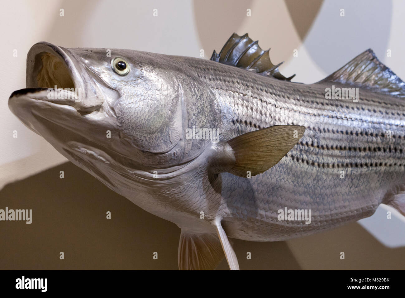 Atlantic striped bass, aka rockfish, Fish taxidermy - USA Stock Photo