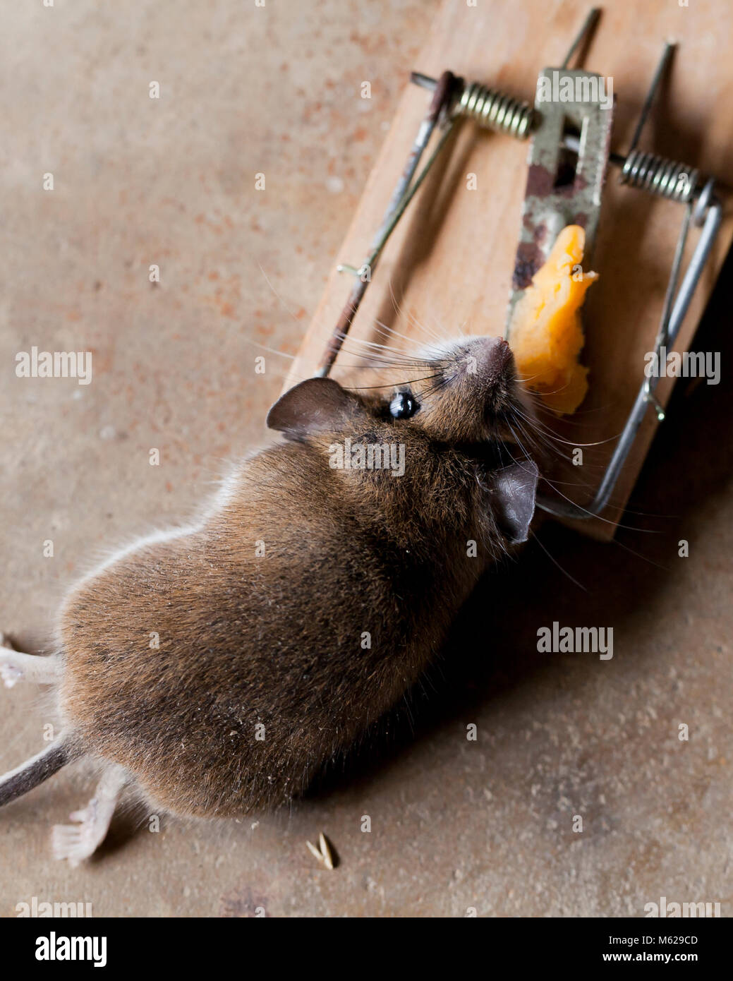 Dead common house mouse (Mus musculus) caught in mousetrap - USA Stock Photo