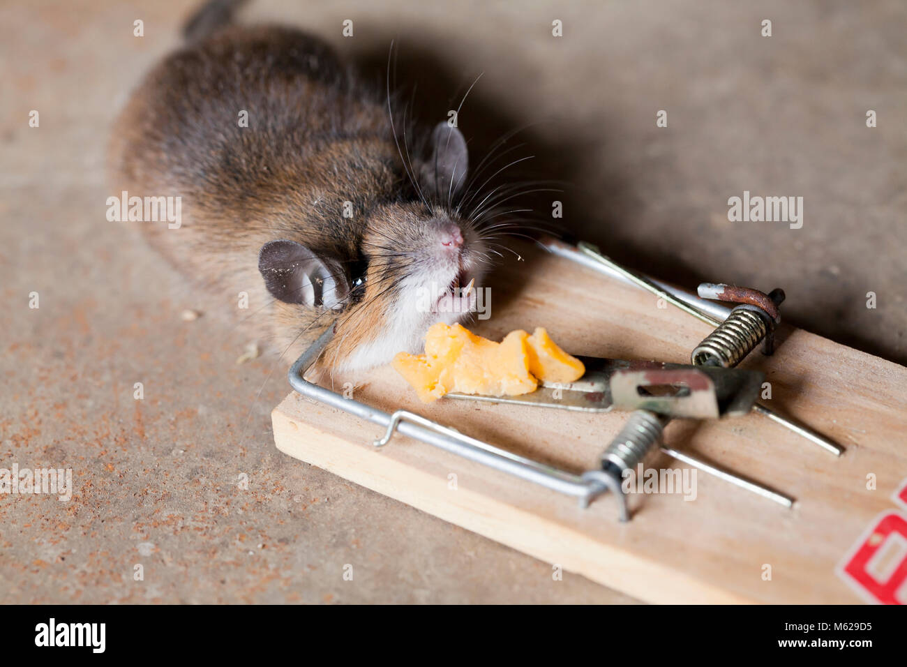 dead mouse caught in a spring mouse trap plain background cheese bait  baited Stock Photo - Alamy