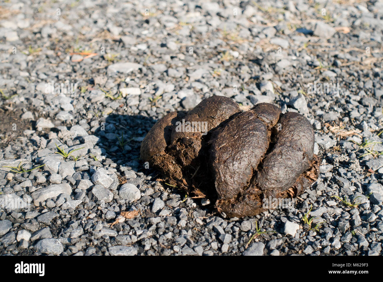Horse dung on ground USA Stock Photo Alamy