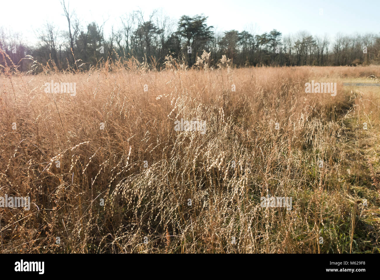 Dry grass in open field - Pennsylvania USA Stock Photo