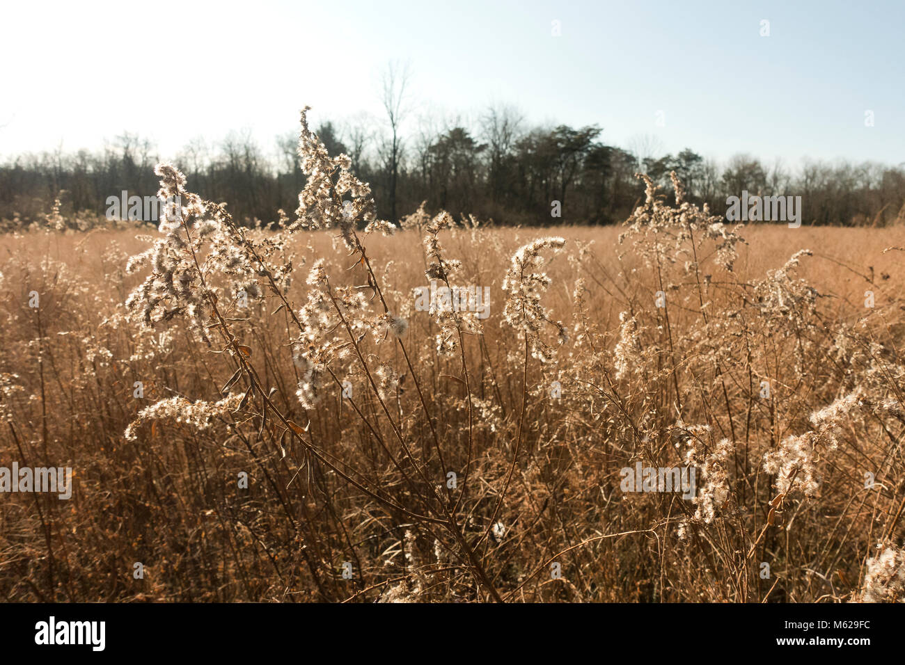 Dry grass in open field - Pennsylvania USA Stock Photo