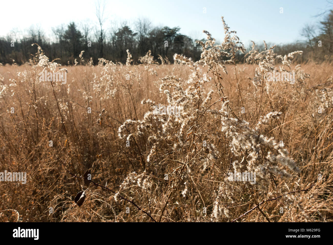 Dry grass in open field - Pennsylvania USA Stock Photo