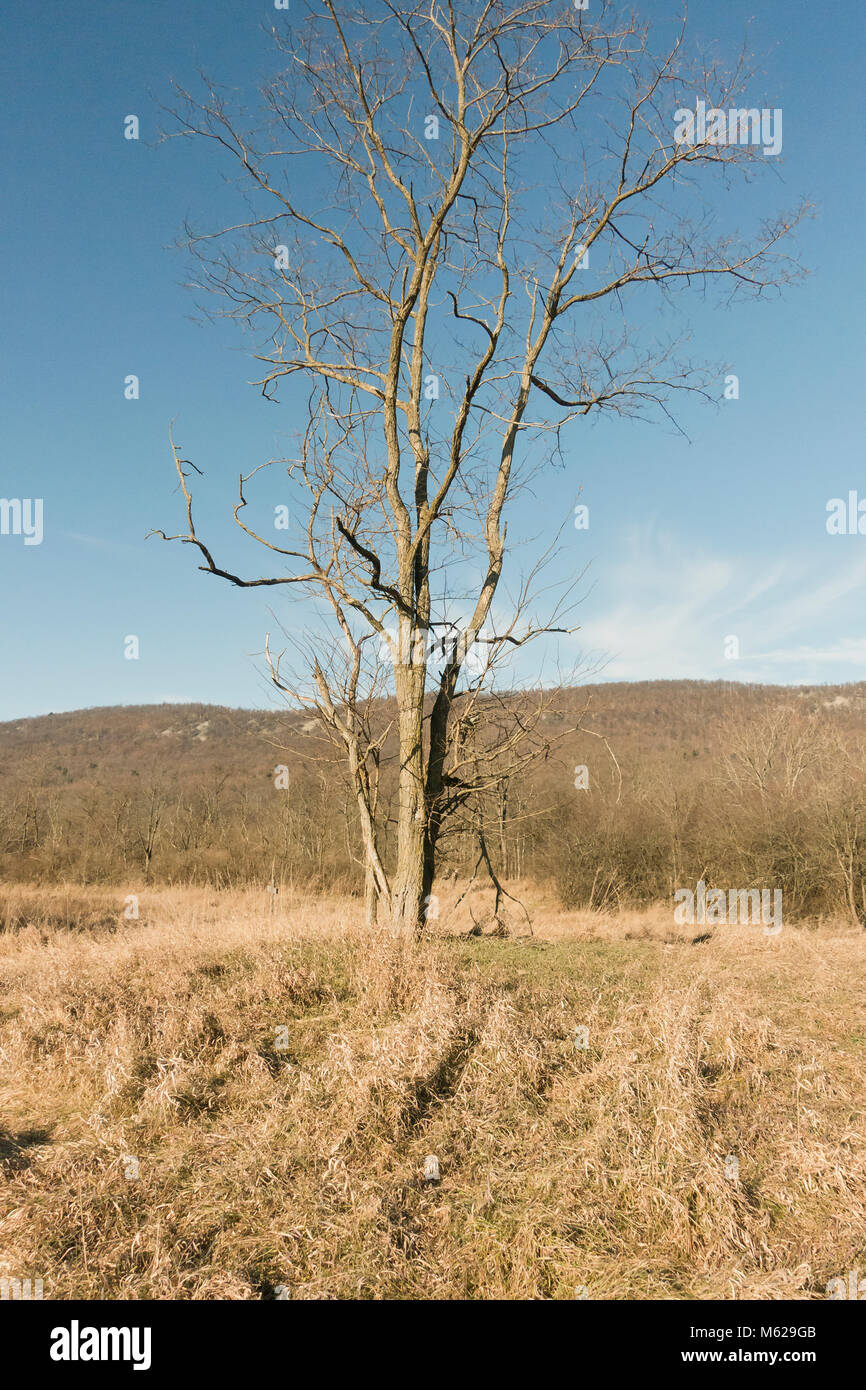 Large dormant tree in Pennsylvania State public lands - Cumberland County, Pennsylvania USA Stock Photo