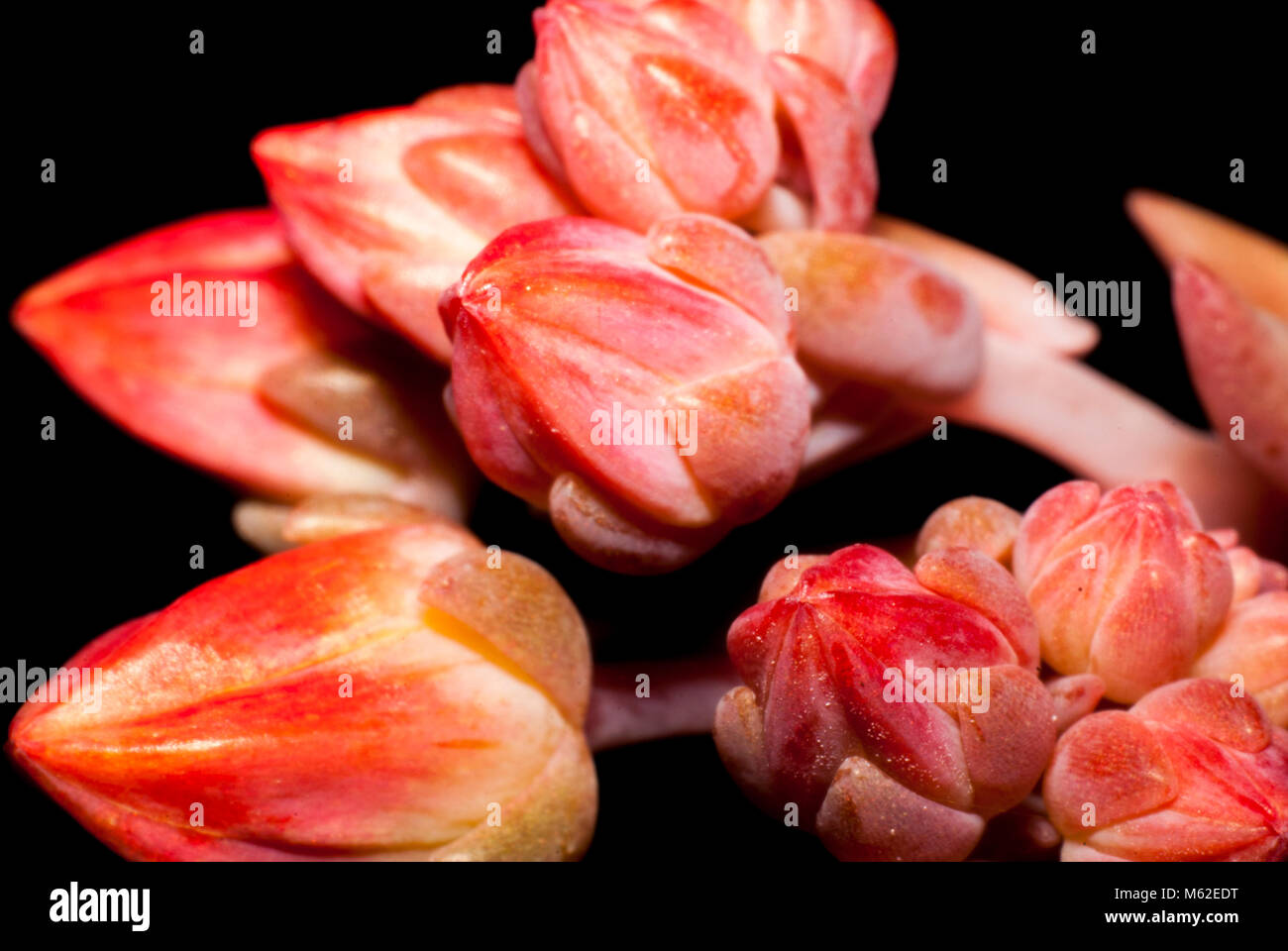Flowers not yet bloomed of a succulent plant Stock Photo Alamy