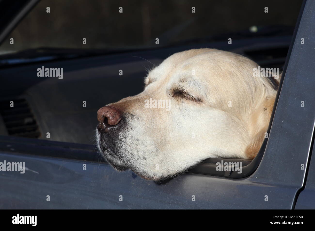 Old golden retriever resting and looking out of an open car window. Stock Photo