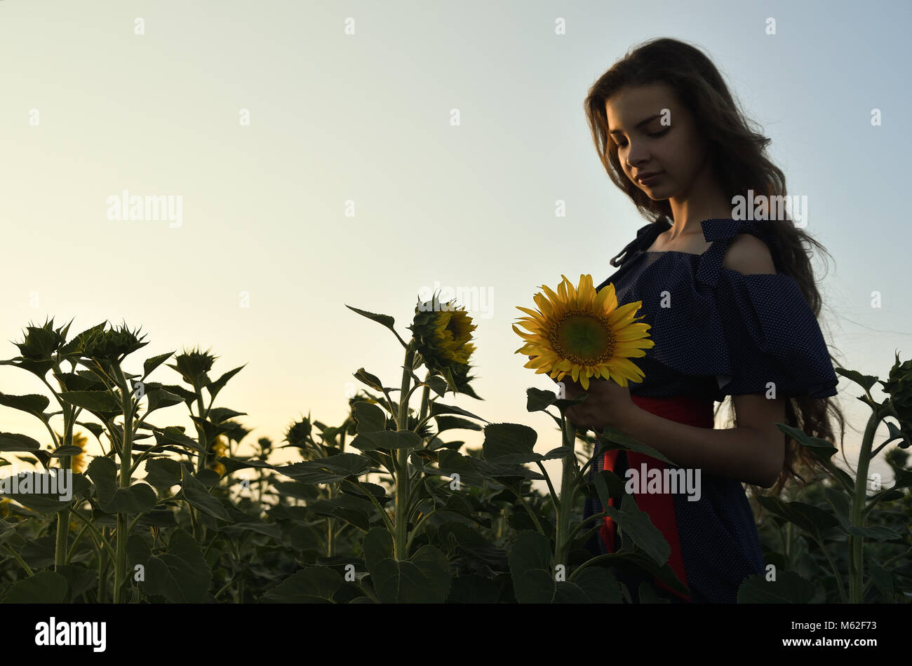 A young woman stands among the fields of sunflowers, holds sunflower in ...
