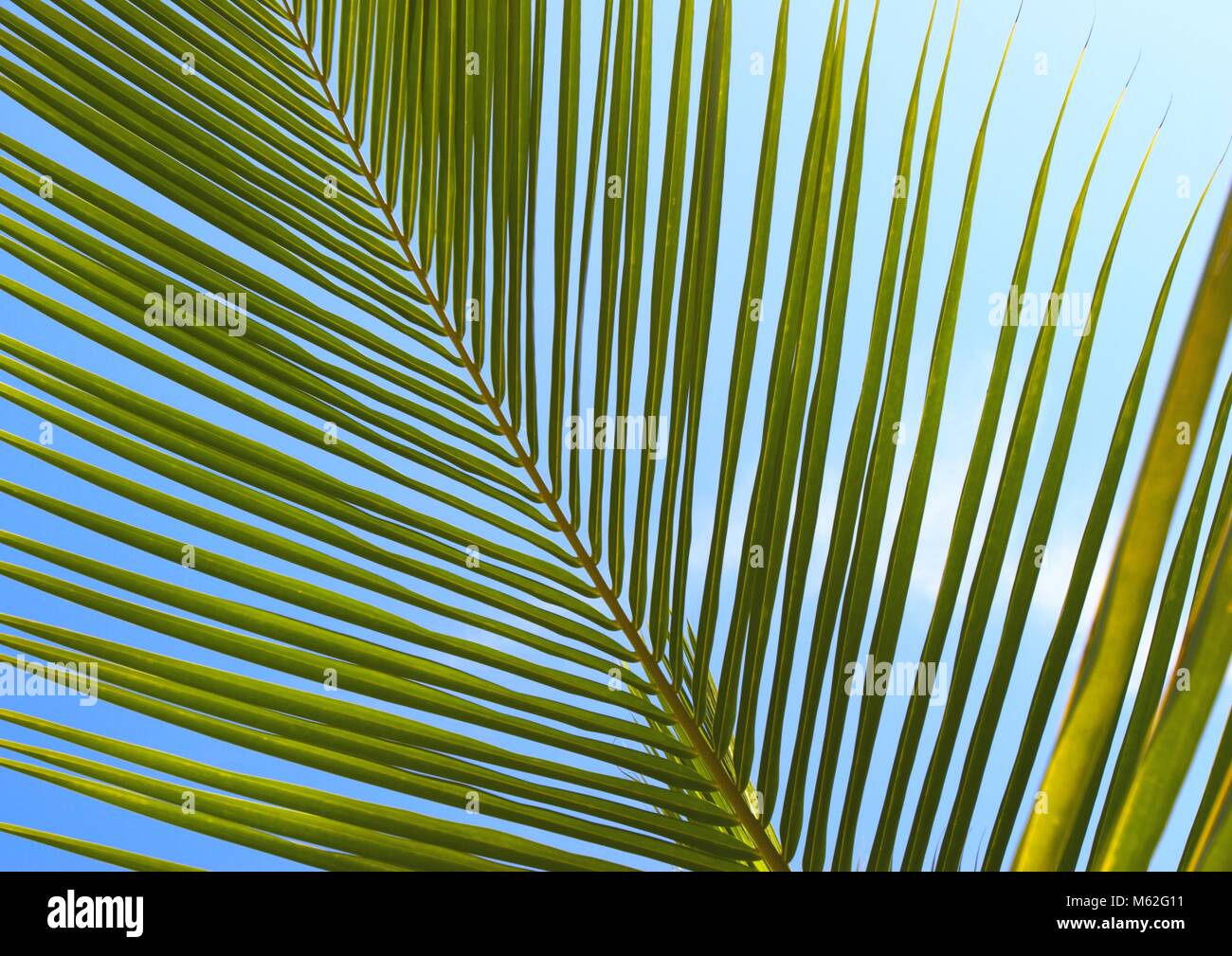Palm tree leaf and the blue sky Stock Photo - Alamy