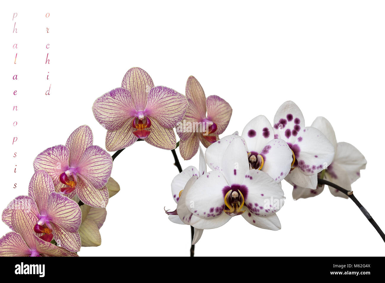 Phalaenopsis Orchid Flowers In Different Colors Isolated On White Stock Photo Alamy