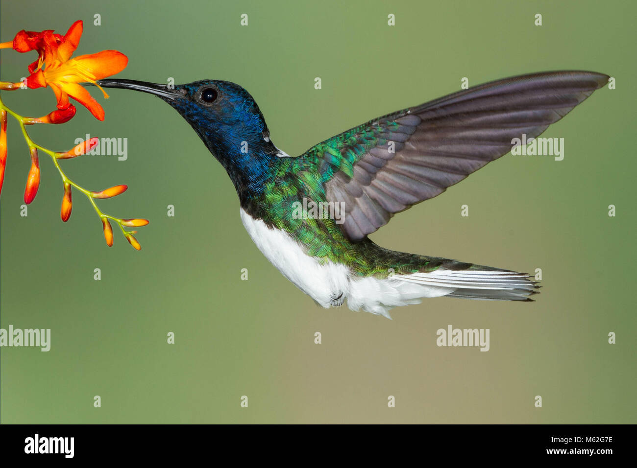 White necked jacobin hummingbird hi-res stock photography and images ...