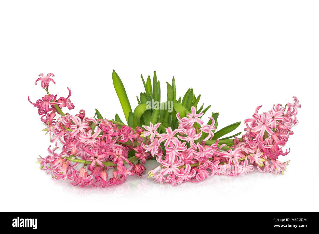 Hyacinth bouquet blooms on a white background and is reflected. To congratulate on the 8th or a Valentine's day or a wedding or a birthday like a patt Stock Photo